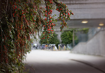 En gångtunnel med cyklar i bakgrunden och en grön växt med orangea bär till vänster.