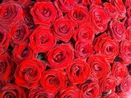 Gissa låten? 
Svar: Tiotusen röda rosor såklart!
