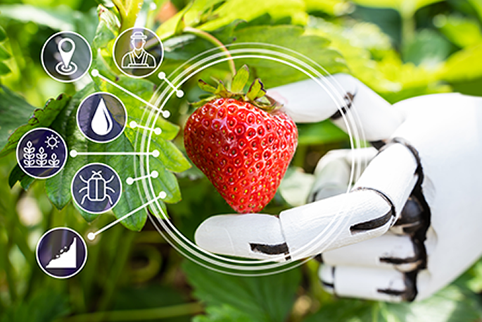 En vit hand på en robot håller en jordgubbe mellan sin tumme och pekfinger. 