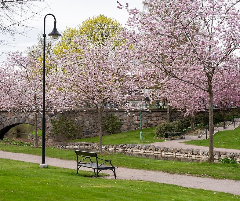 Lindbladsparken i Skänninge med fint rosablommande träd vid ån.