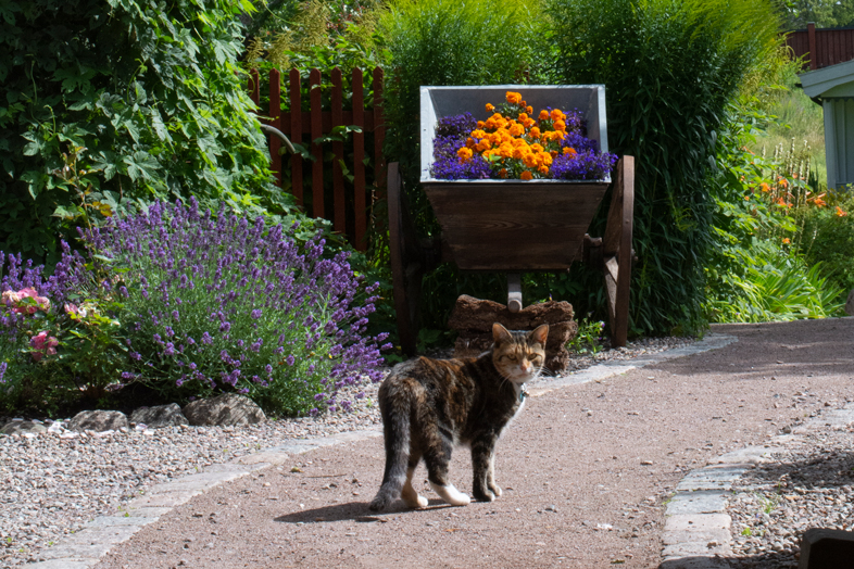 Katt framför en gammal vagn fylld med blommor.