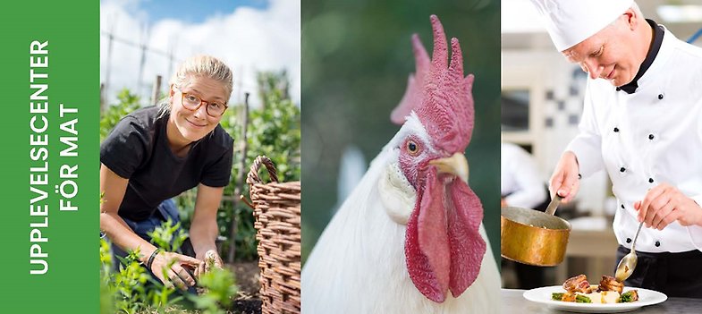 Ett kollage med bilder av en ung kvinna som rensar ogräs i sitt land en solig dag, en vit tupp samt en kock som lägger upp mat på en tallrik.