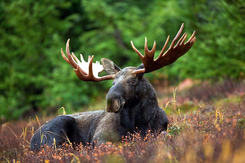 Älg som ligger ner på marken