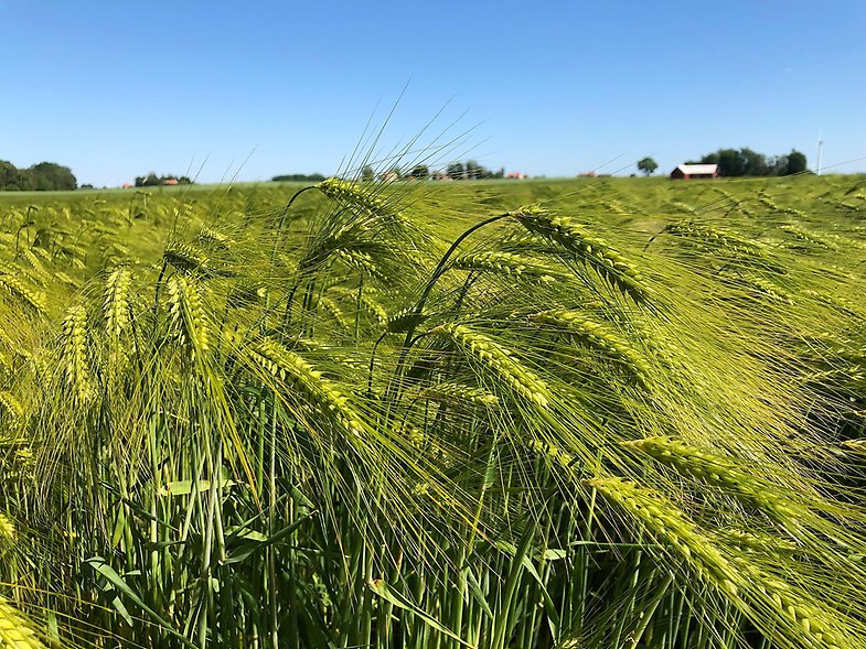 Green, unripe grain swaying in the wind on a sunny day.