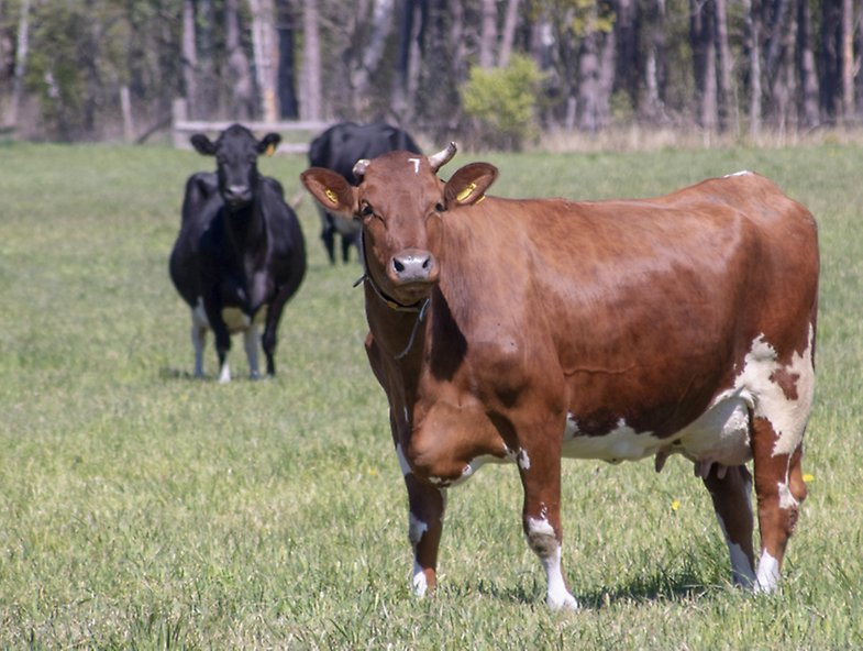 Three cows standing in a field of green grass.