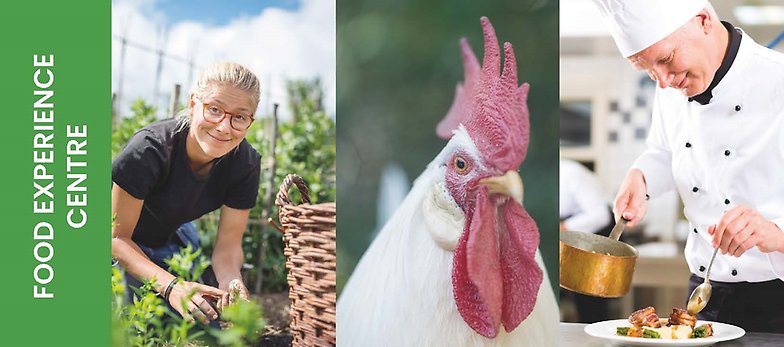 A collage with pictures, a chef plating food, a white hen and a young woman in her vegetable garden.