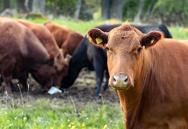 En brun ko tittar på fotografen medan några kor står i bakgrunden och slickar på en saltsten. 